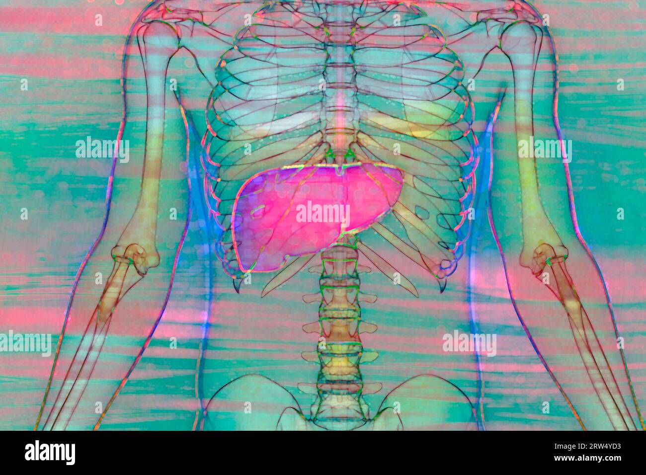 Le foie est l'un des plus grands organes du corps avec de nombreuses fonctions importantes pour le métabolisme. Il convertit les nutriments de la nourriture en substances qui Banque D'Images
