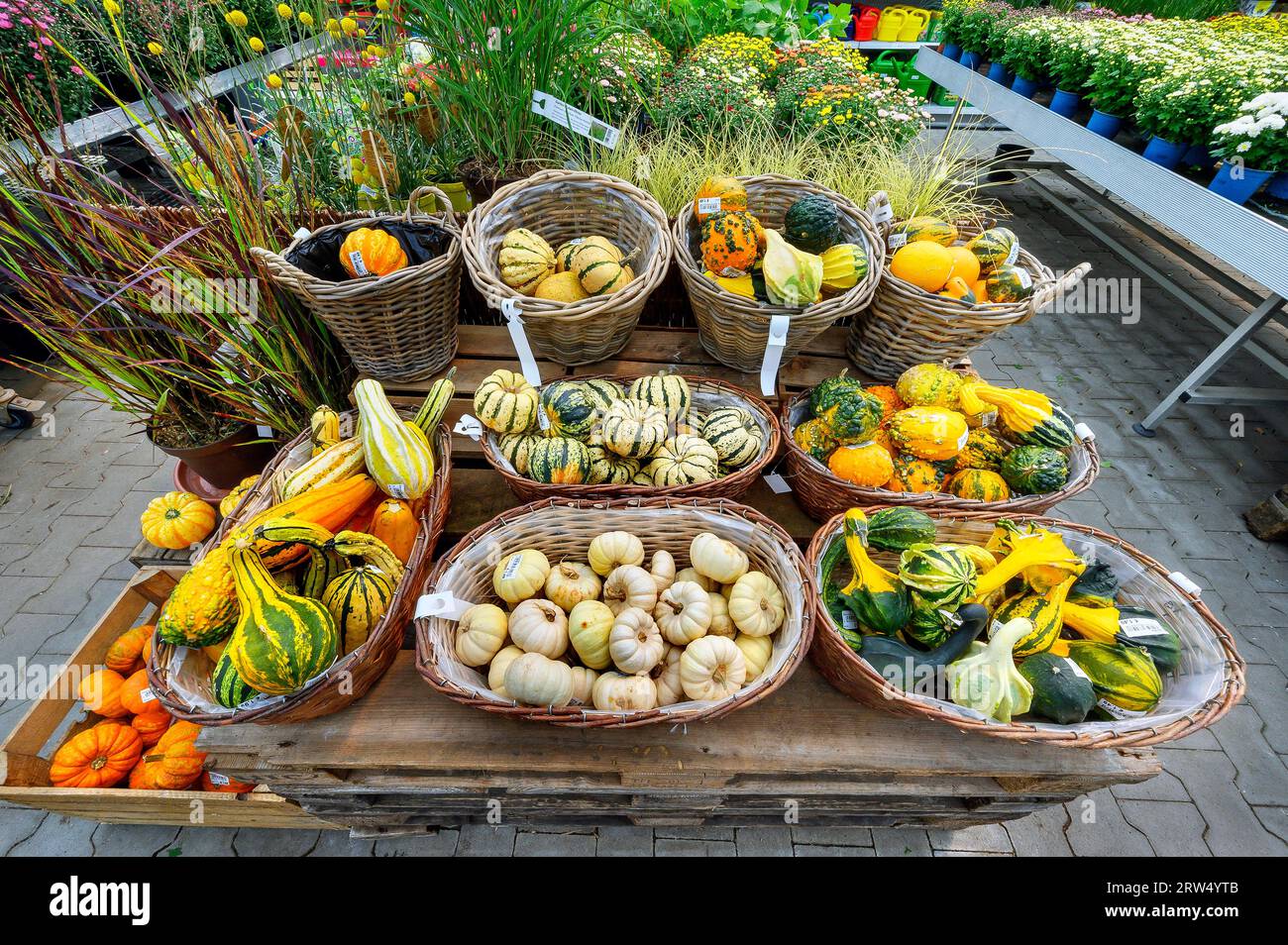 Citrouilles ornementales dans un centre de jardinage, Allgaeu, Bavière, Allemagne Banque D'Images