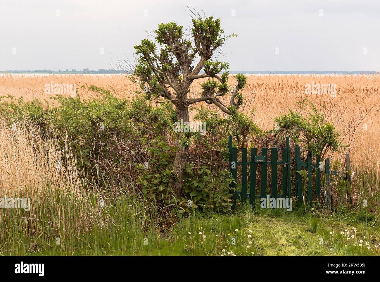 Le Fischland est un pont terrestre sur la côte sud de la mer Baltique de la baie de Mecklembourg et une partie de la péninsule Fischland, Darss, Zingst Banque D'Images Le Fischland est un pont terrestre sur la côte sud de la mer Baltique de la baie de Mecklembourg et une partie de la péninsule Fischland, Darss, Zingst Banque D'Images
