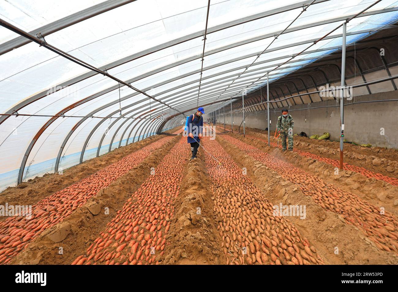 COMTÉ de LUANNAN, province du Hebei, Chine 24 février 2021 les — free download