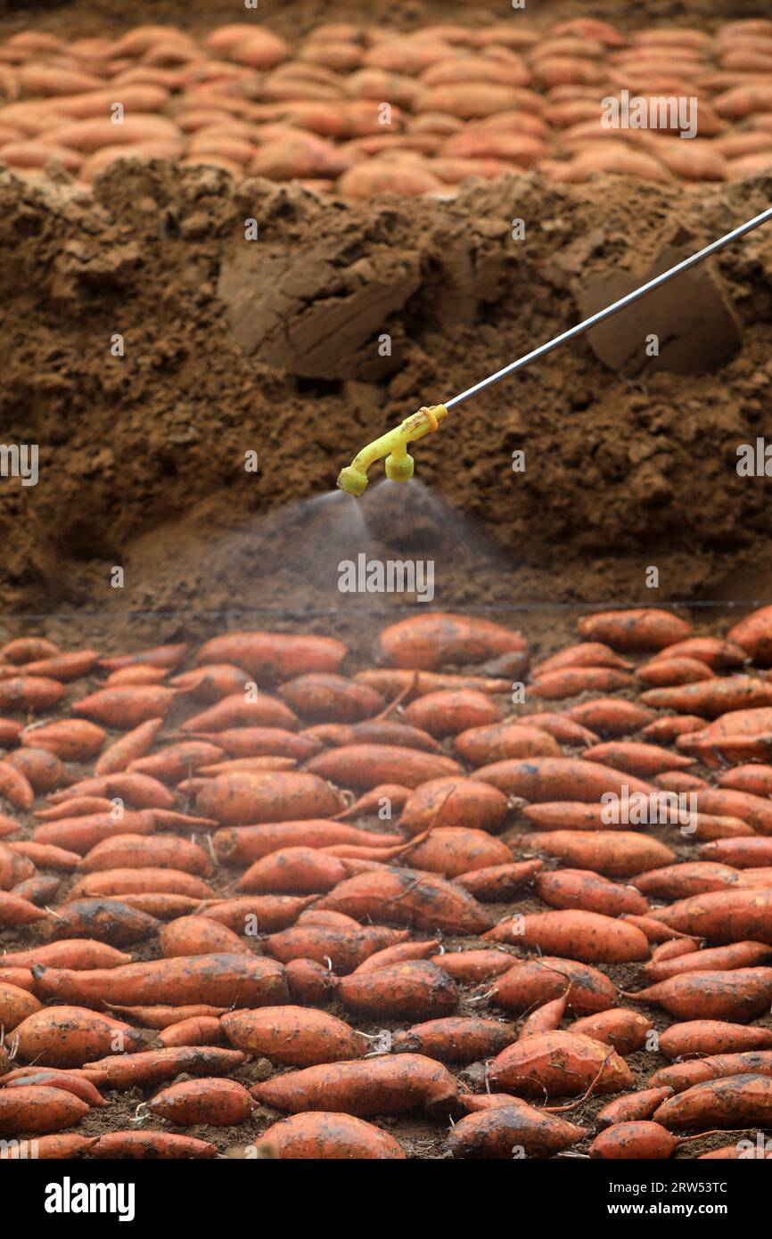 Les agriculteurs pulvérisent des fongicides sur le lit de semence de — free download