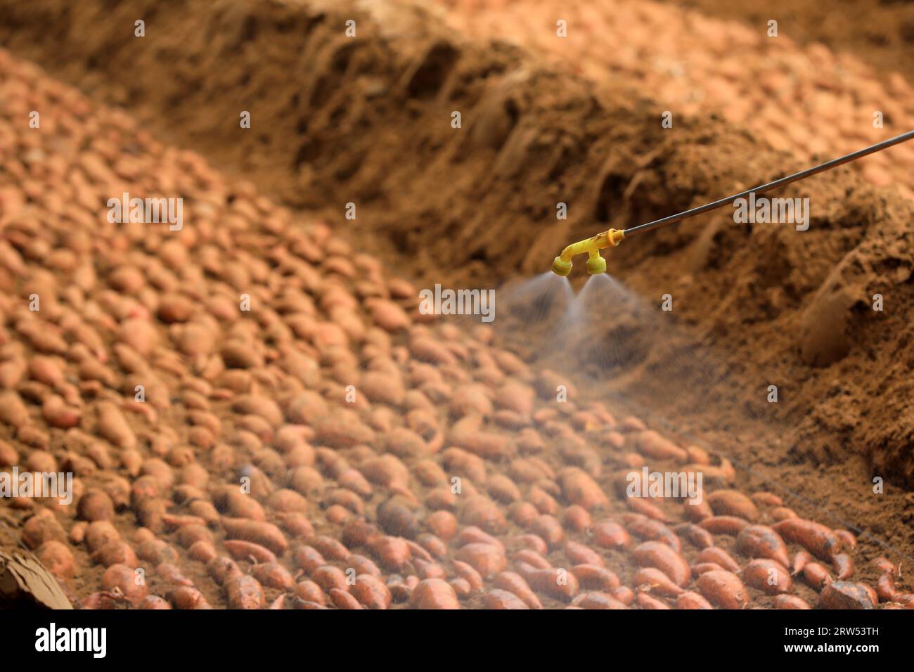 Les agriculteurs pulvérisent des fongicides sur le lit de semence de — free download