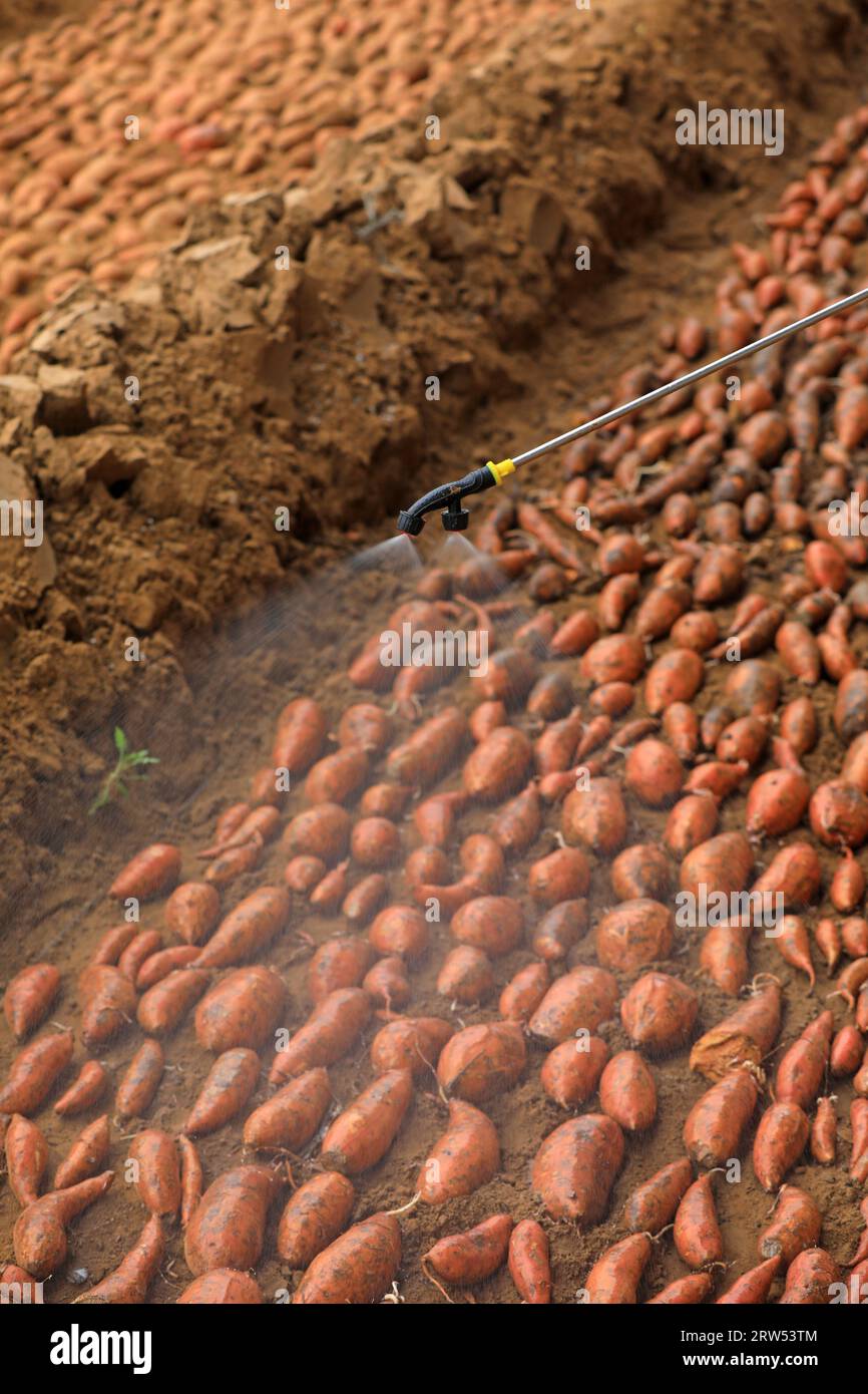 Les agriculteurs pulvérisent des fongicides sur le lit de semence de — free download