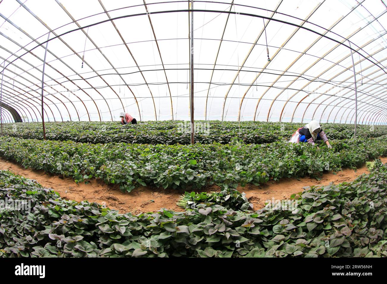 COMTÉ de LUANNAN, Chine - 29 mars 2021 : les agriculteurs ramassent des plants de patate douce dans des serres Banque D'Images