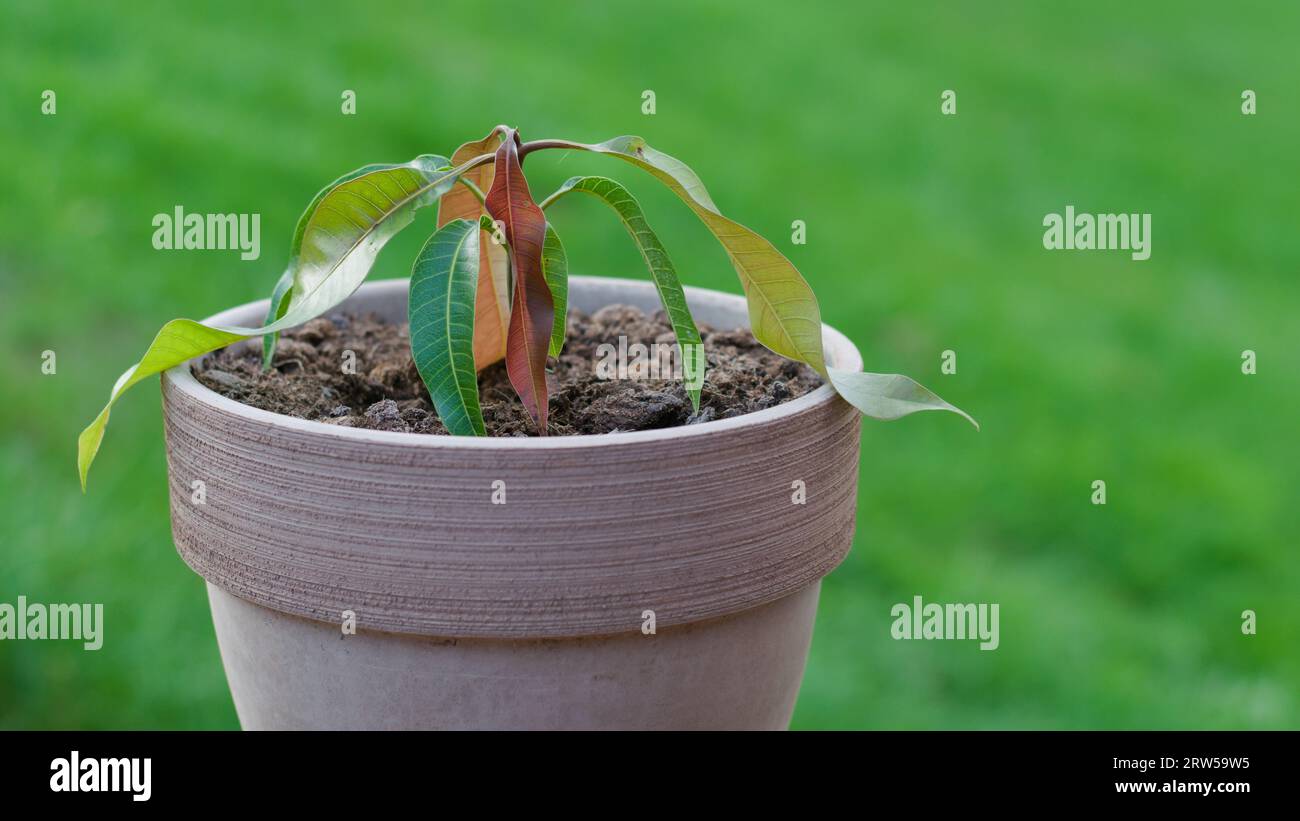 Plante de mangue dans la croissance en pot de fleurs à partir de la graine. Plante d'intérieur. Banque D'Images