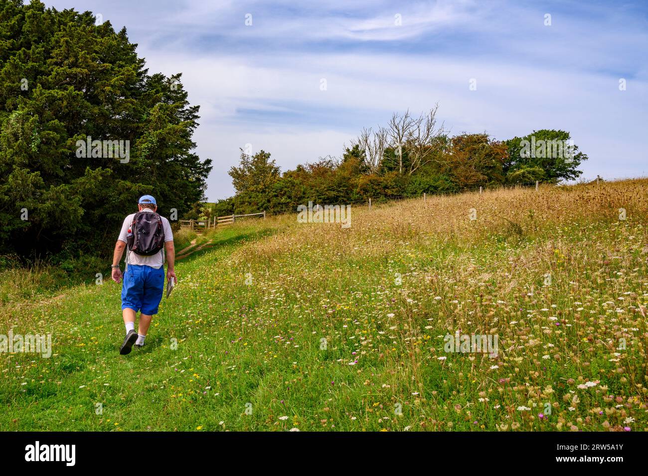 Un homme monte la pente abrupte à travers une prairie de fleurs sauvages jusqu'à Bow Hill dans la réserve naturelle nationale de Kingsley Vale, West Sussex, Angleterre Banque D'Images