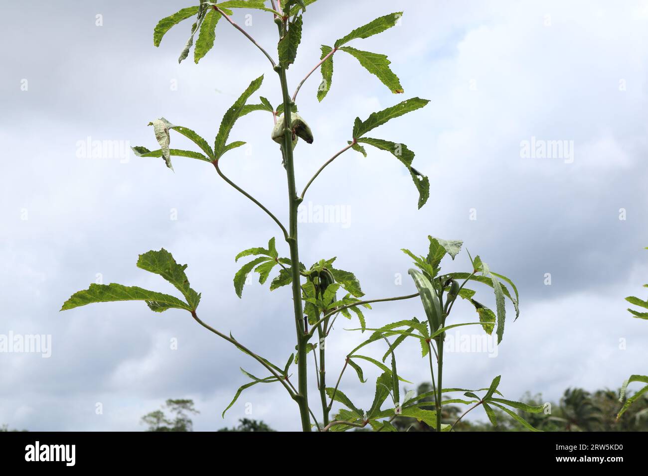 Vue d'une plante d'Okra faible avec un fruit mûr gâté avec des trous de ver. Cette plante Okra à croissance moindre a peu de fruits immatures Banque D'Images