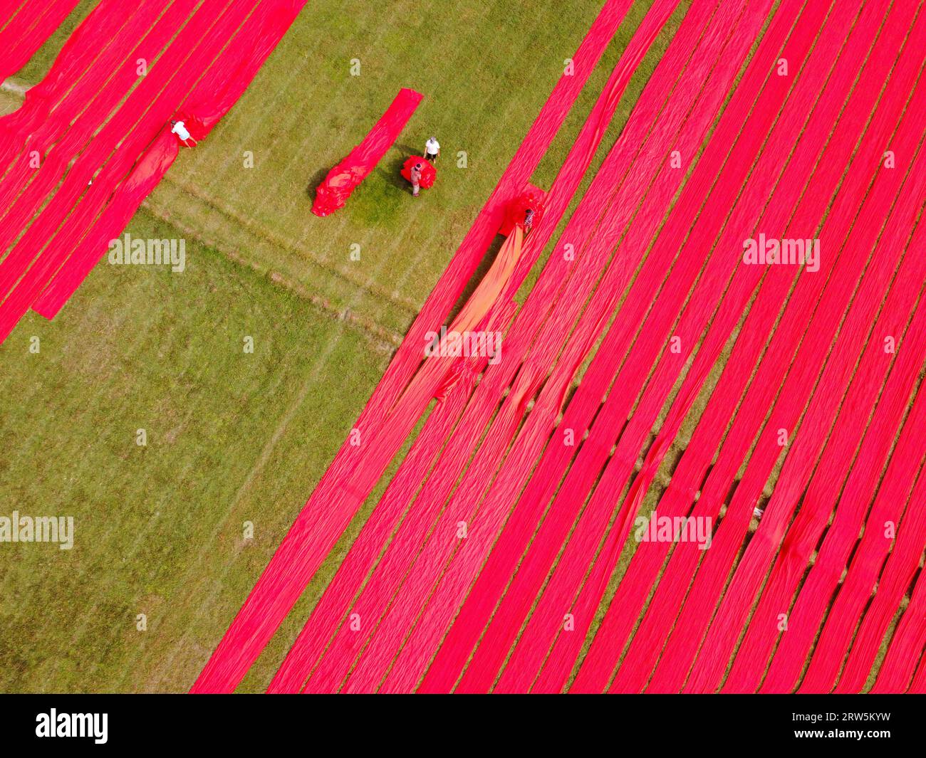 Narsingdi, Bangladesh. 17 septembre 2023. Des centaines de mètres de tissus rouge vif sont disposés en rangées nettes à travers un champ à Narsingdi, au Bangladesh. Connus sous le nom de «Lal Shalu» par les habitants, les longs tissus rouges sont mis à sécher sous le soleil chaud, après avoir été teints avec une couleur rouge vif. L'utilisation de la lumière du soleil pour sécher les tissus réduit les coûts de production car elle est moins chère et plus durable. La méthode de séchage écologique couvre une superficie égale à 5 terrains de football et prend jusqu'à 6 heures à compléter après avoir été placé par les travailleurs au lever du soleil. Crédit : Joy Saha/Alamy Live News Banque D'Images