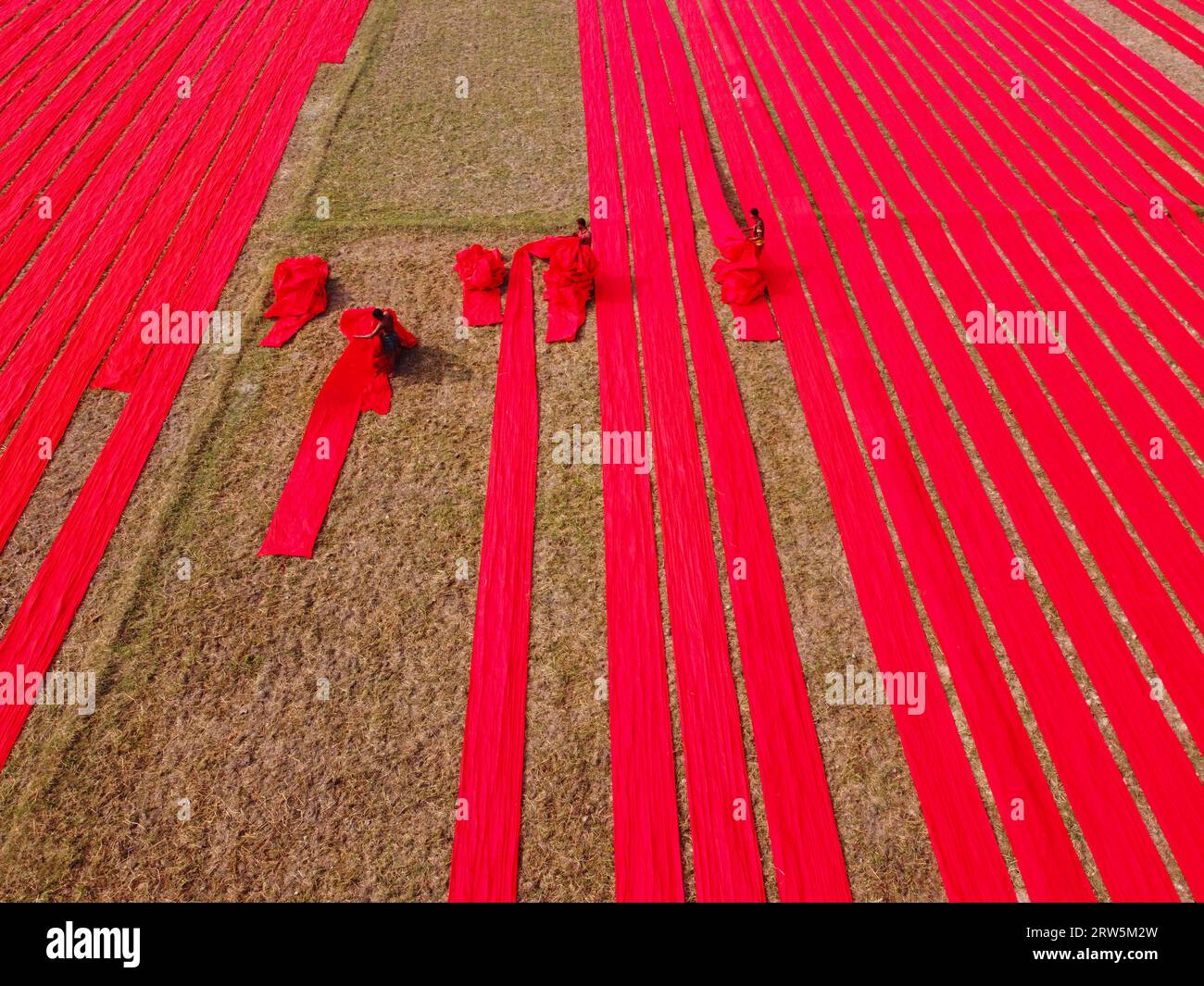 Narsingdi, Bangladesh. 17 septembre 2023. Des centaines de mètres de tissus rouge vif sont disposés en rangées nettes à travers un champ à Narsingdi, au Bangladesh. Connus sous le nom de «Lal Shalu» par les habitants, les longs tissus rouges sont mis à sécher sous le soleil chaud, après avoir été teints avec une couleur rouge vif. L'utilisation de la lumière du soleil pour sécher les tissus réduit les coûts de production car elle est moins chère et plus durable. La méthode de séchage écologique couvre une superficie égale à 5 terrains de football et prend jusqu'à 6 heures à compléter après avoir été placé par les travailleurs au lever du soleil. Crédit : Joy Saha/Alamy Live News Banque D'Images