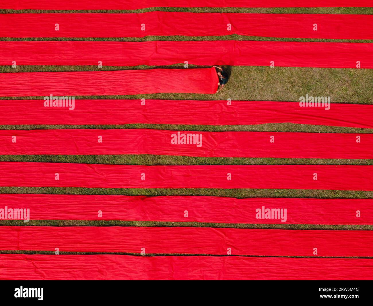 Narsingdi, Bangladesh. 17 septembre 2023. Des centaines de mètres de tissus rouge vif sont disposés en rangées nettes à travers un champ à Narsingdi, au Bangladesh. Connus sous le nom de «Lal Shalu» par les habitants, les longs tissus rouges sont mis à sécher sous le soleil chaud, après avoir été teints avec une couleur rouge vif. L'utilisation de la lumière du soleil pour sécher les tissus réduit les coûts de production car elle est moins chère et plus durable. La méthode de séchage écologique couvre une superficie égale à 5 terrains de football et prend jusqu'à 6 heures à compléter après avoir été placé par les travailleurs au lever du soleil. Crédit : Joy Saha/Alamy Live News Banque D'Images