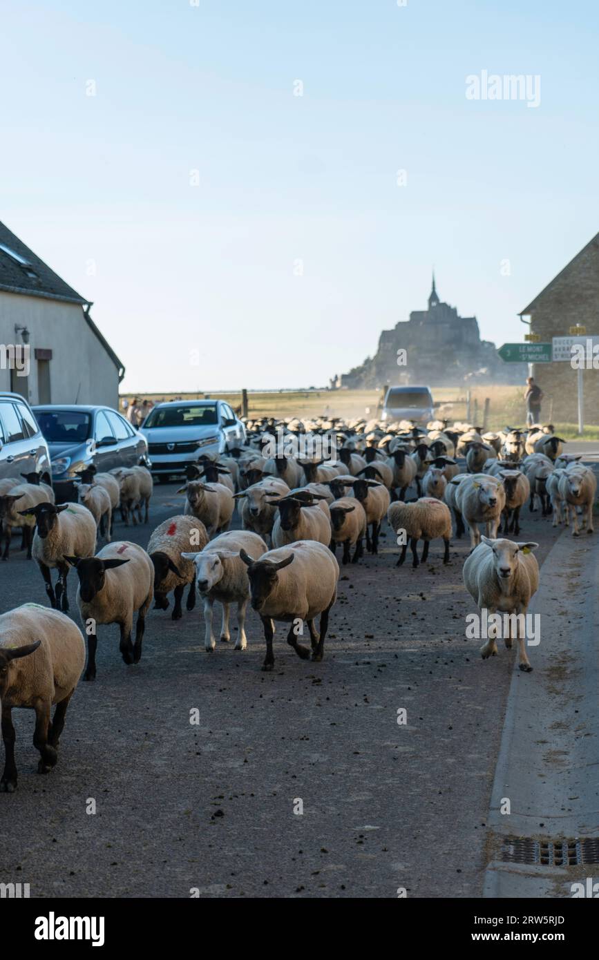 Déplacement des moutons des champs du Mont St Michel par la rue et retour aux terres agricoles locales Banque D'Images