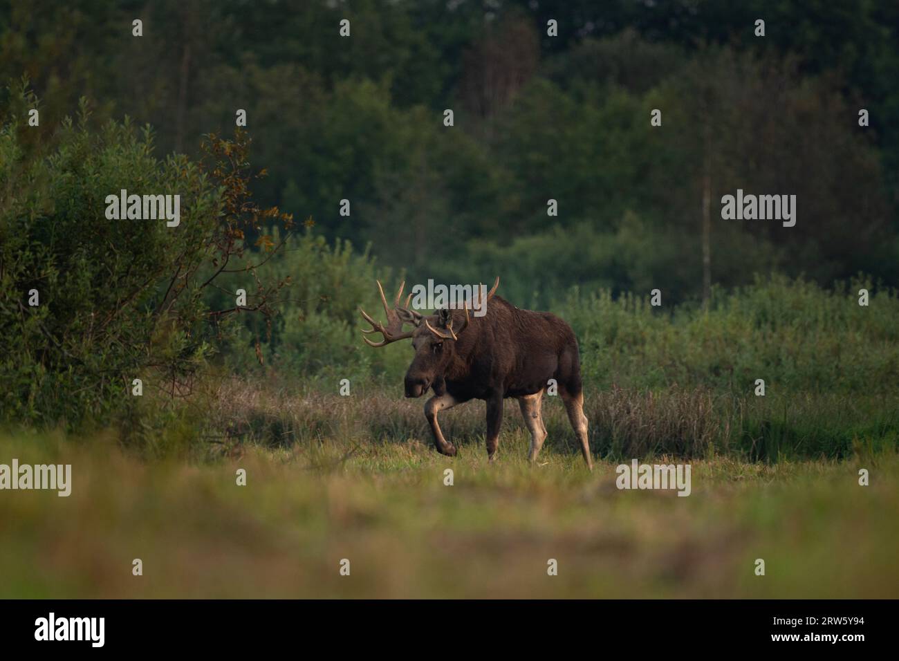 Élan européen pendant l'ornière dans le parc Biebrzanski. Le mâle de wapitis marche sur la prairie. Orignal en saison d'automne. Énorme cerf avec des bois plats. Banque D'Images Élan européen pendant l'ornière dans le parc Biebrzanski. Le mâle de wapitis marche sur la prairie. Orignal en saison d'automne. Énorme cerf avec des bois plats. Banque D'Images