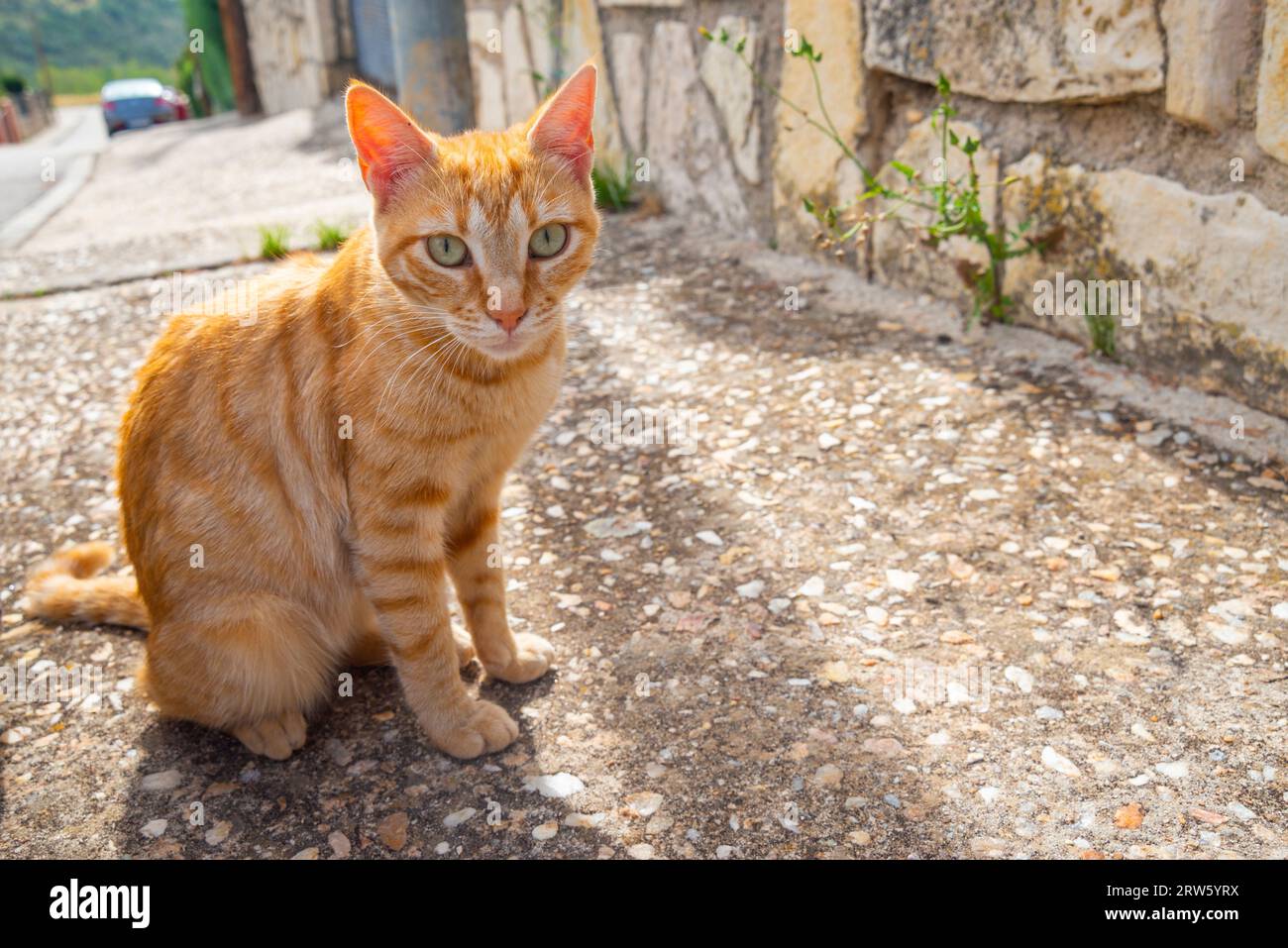 Chat tabby orange assis. Banque D'Images