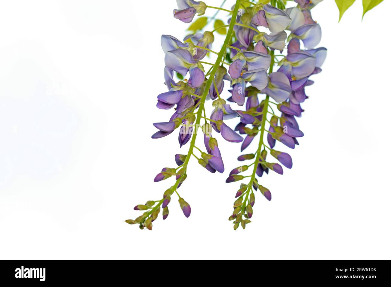 Les fleurs de Wisteria sont dans le jardin botanique, dans le nord de la Chine Banque D'Images