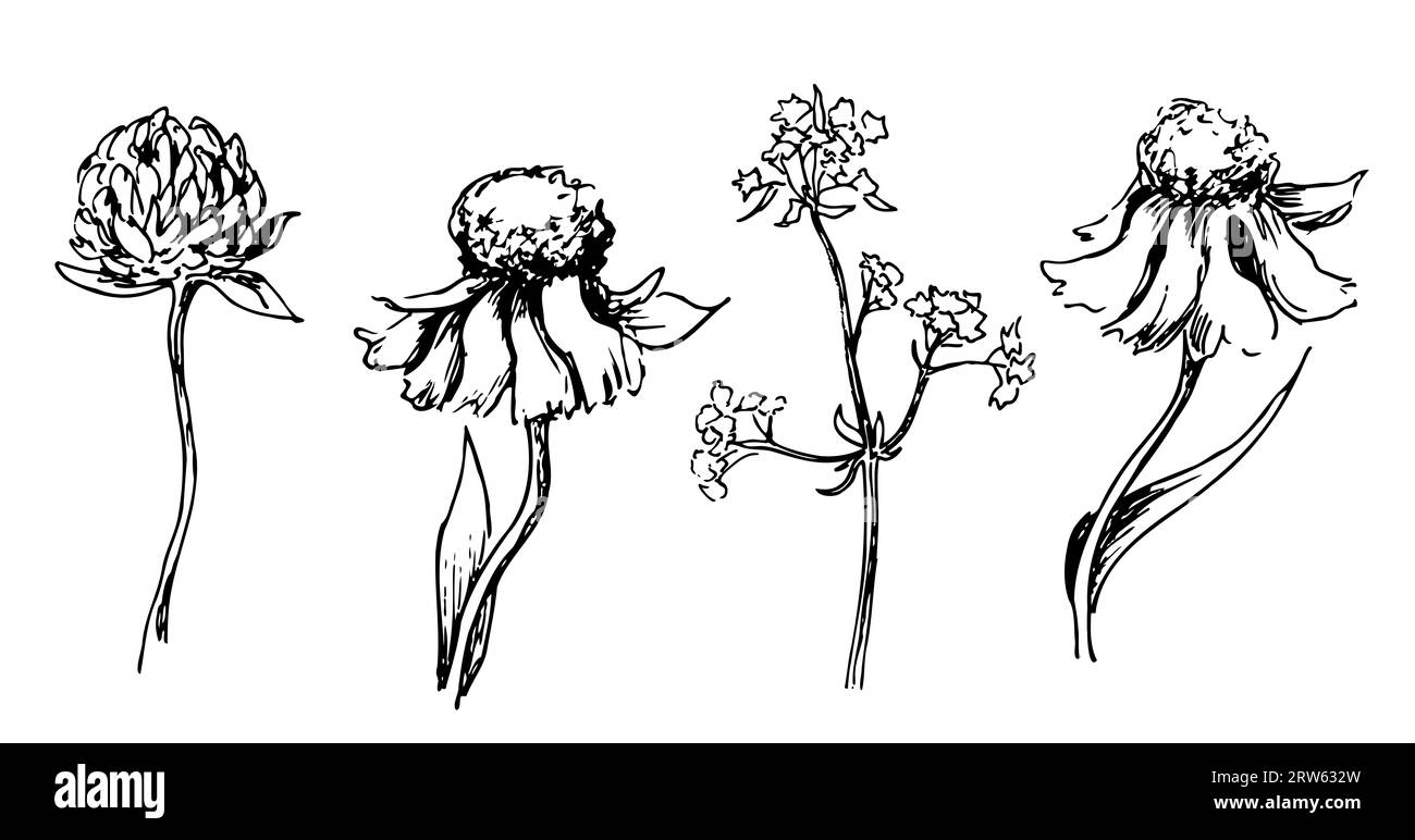 dessin graphique linéaire d'une fleur sauvage. Plantes et fleurs. Jeu d'illustrations Banque D'Images