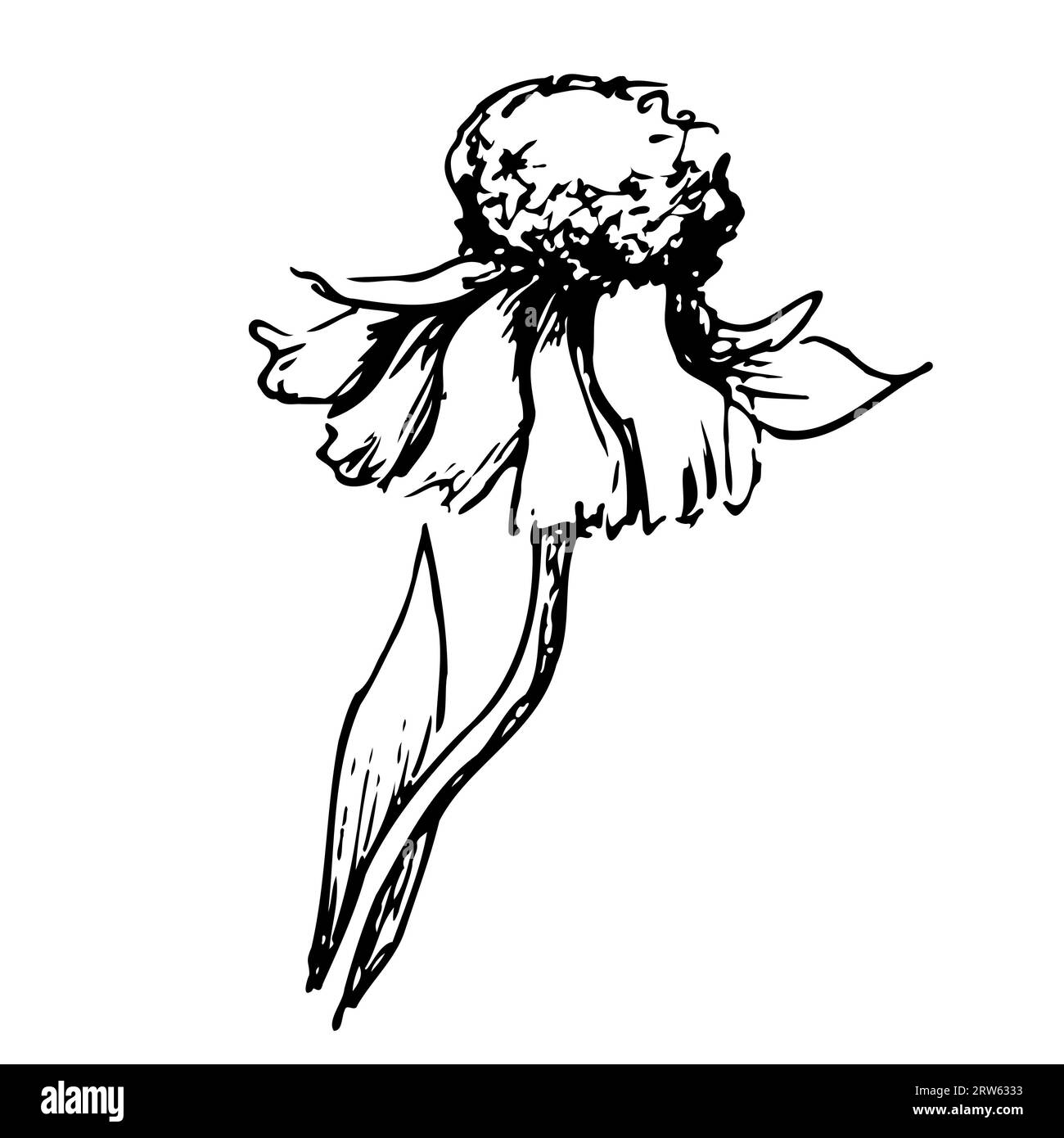 dessin graphique linéaire d'une fleur sauvage. Plantes et fleurs Banque D'Images