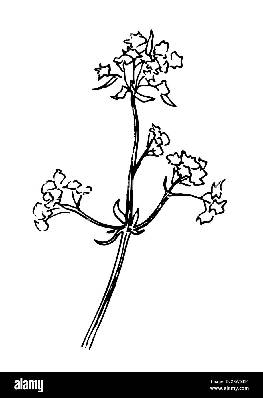 dessin graphique linéaire d'une fleur sauvage. Plantes et fleurs Banque D'Images