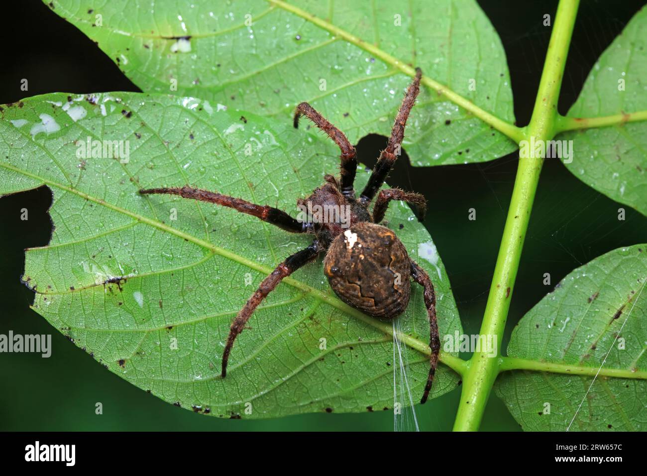 Araignées à l'état sauvage, Chine du Nord Banque D'Images