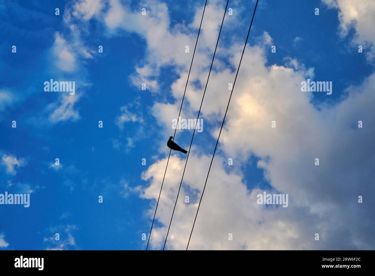 Grue sur un fond de ciel bleu Banque D'Images