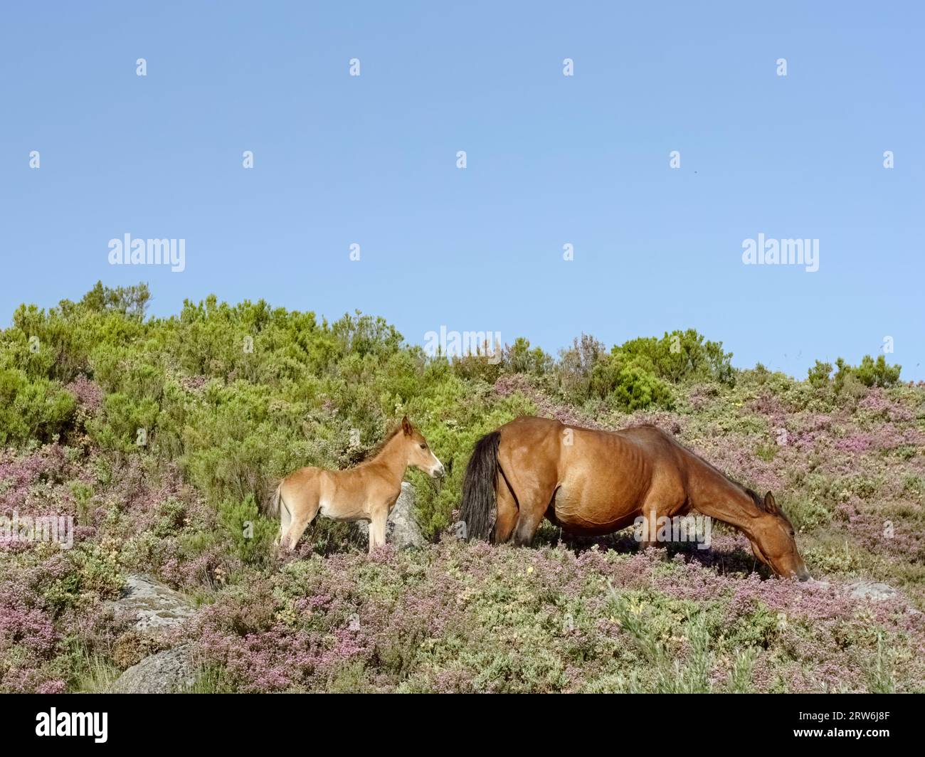 Jument semi-sauvage et poulain du parc national de Peneda Gerês dans le nord du Portugal Banque D'Images