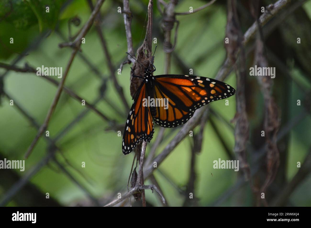 papillon monarque assis sur une feuille morte à côté d'une clôture de maillon de chaîne Banque D'Images