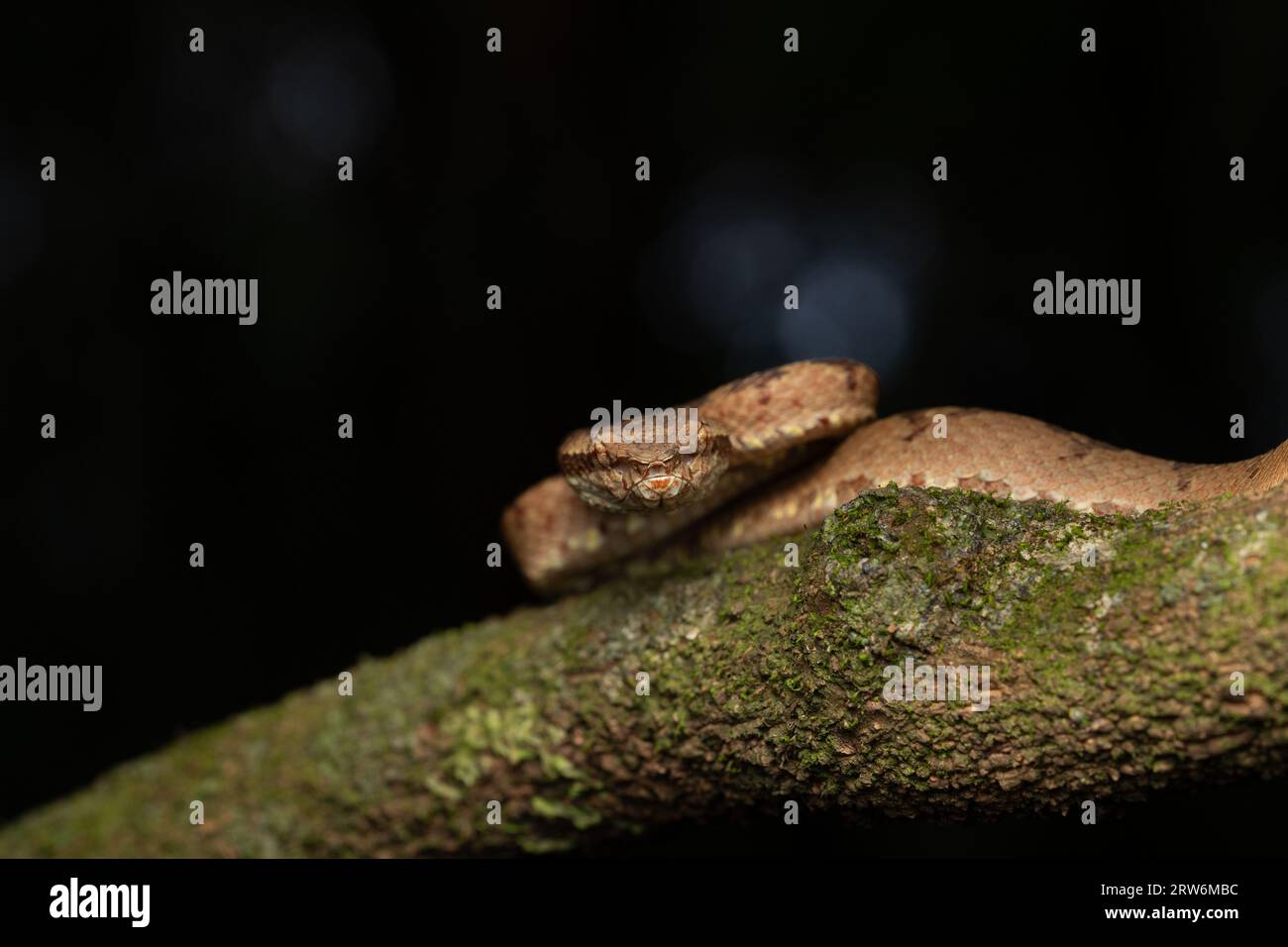 Une vipère de fosse de Malabar repose sur une branche d'arbre mince à Amboli, se mélangeant avec la forêt luxuriante. Ses écailles affichent un camouflage naturel, capturant le beau Banque D'Images