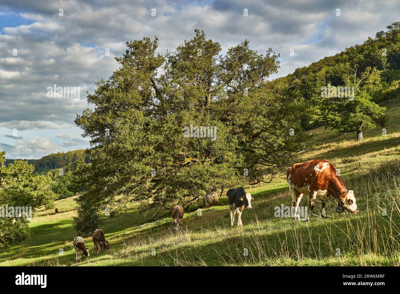 Majestätische Eichen im Herbstkleid auf der Nenzlinger Weide im Kanton Baselland, Schweiz Banque D'Images