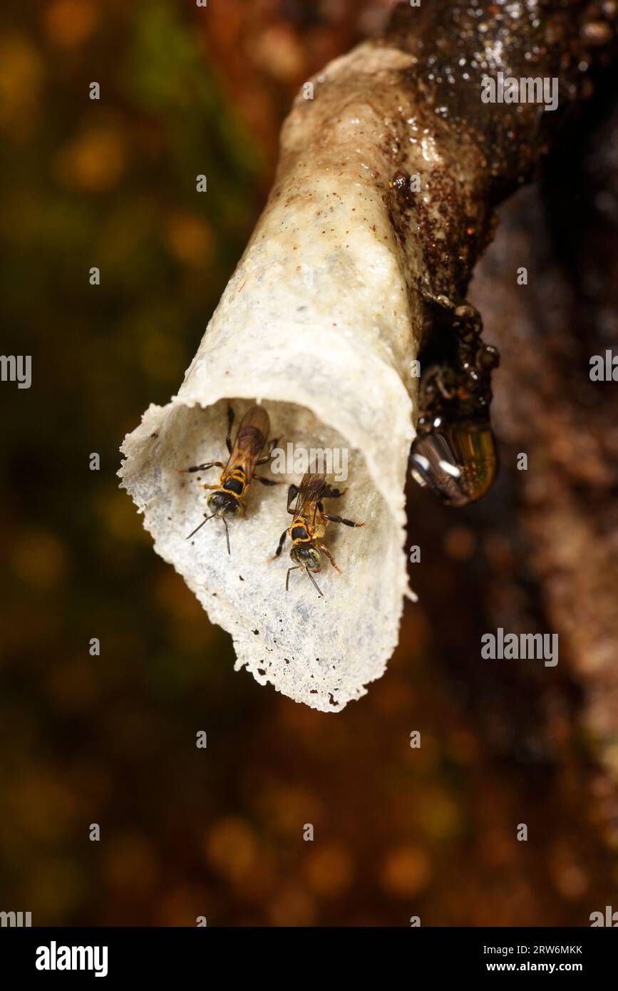 Stingless Bee (espèce Trigona) entrée de l'entonnoir cireux au nid, Danum, Sabah, Bornéo Banque D'Images