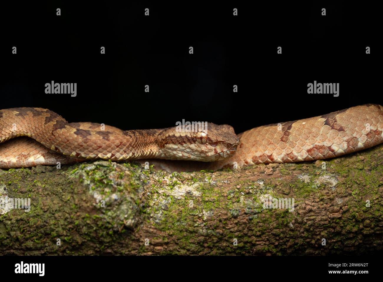 Une vipère de fosse de Malabar repose sur une branche d'arbre mince à Amboli, se mélangeant avec la forêt luxuriante. Ses écailles affichent un camouflage naturel, capturant le beau Banque D'Images