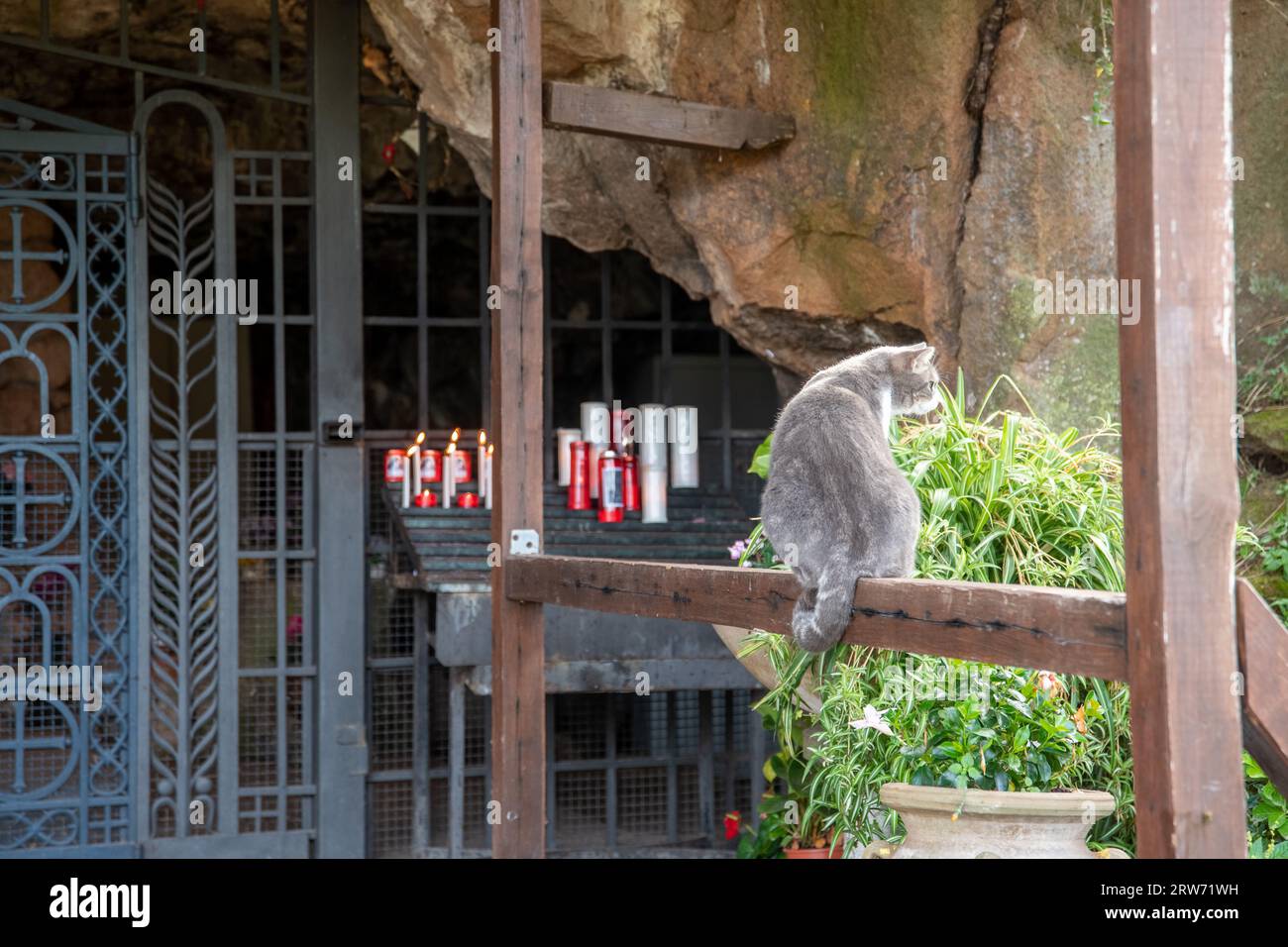 11 novembre 2022 à Rome, Italie - Chat au Sanctuaire de la Madone de l'Amour Divin Banque D'Images