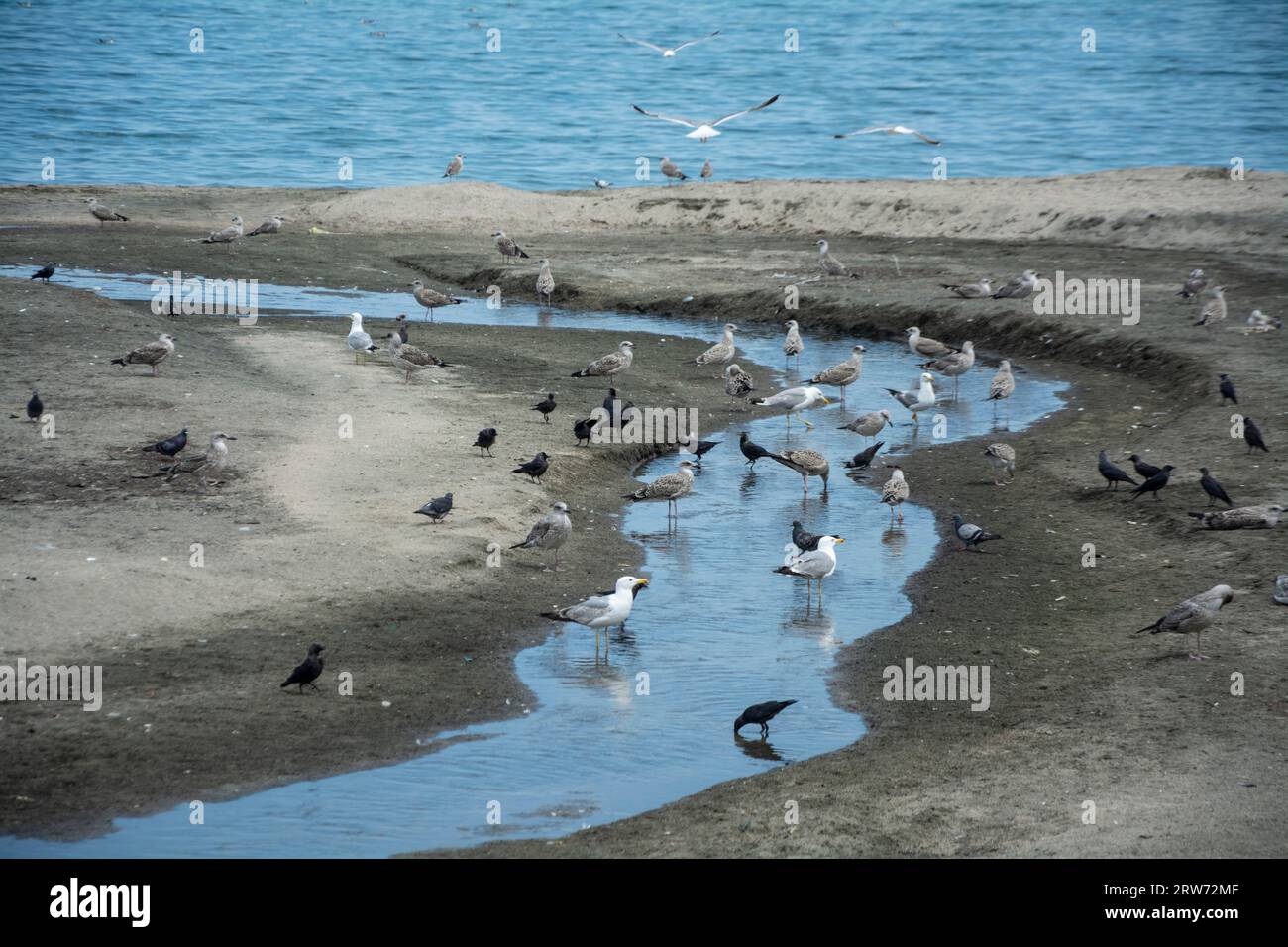 Différents types d'oiseaux et d'oiseaux marins - goélands de la mer Caspienne, goélands à pattes jaunes, pigeons et corbeaux, assis près d'une tranchée d'eau sur une plage au bord de la mer. Hori Banque D'Images