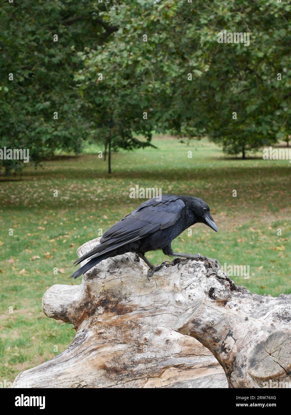 Photos à Londres Banque D'Images