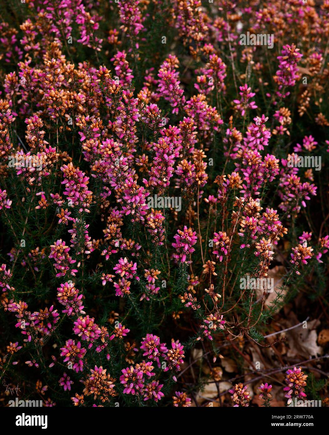 Gros plan des fleurs rose-rose en forme d'urne de la bruyère à croissance basse erica cinerea frances, en floraison estivale. Banque D'Images