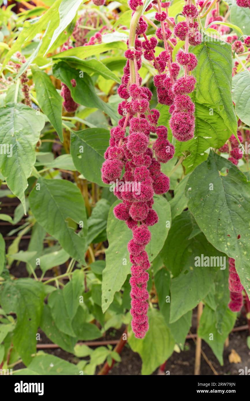 Fleurs d'amarante rouge éclatantes suspendues en grappes tombantes au milieu du feuillage vert Banque D'Images