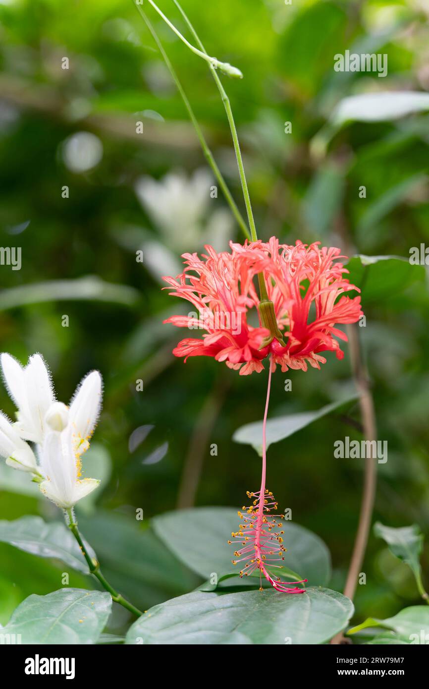 Délicate fleur tropicale rose avec des étamines proéminentes dans un feuillage vert luxuriant Banque D'Images