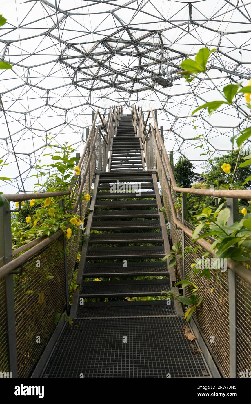 Escalier en bois menant vers le haut à l'intérieur de la structure de dôme géodésique avec des plantes tropicales Banque D'Images