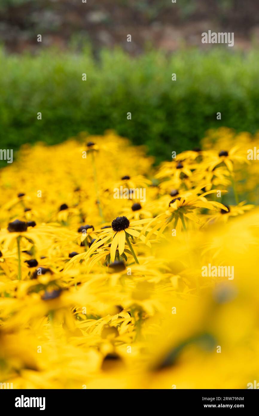 Fleurs de rudbeckia jaune vif en pleine floraison avec une faible profondeur de champ Banque D'Images
