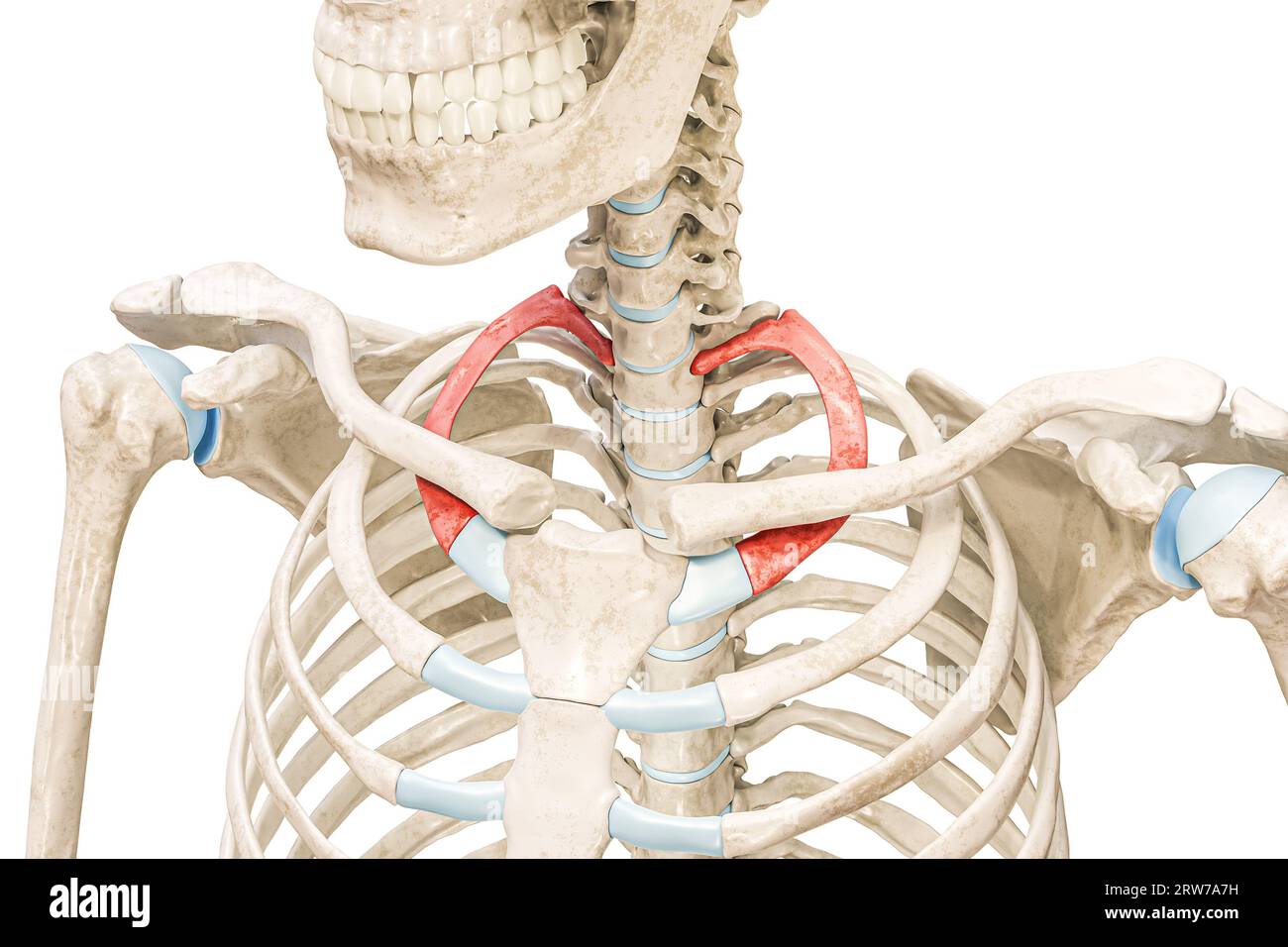 Première nervure en couleur rouge illustration de rendu 3D isolée sur blanc avec espace de copie. Anatomie du squelette humain, schéma médical, ostéologie, système squelettique Banque D'Images
