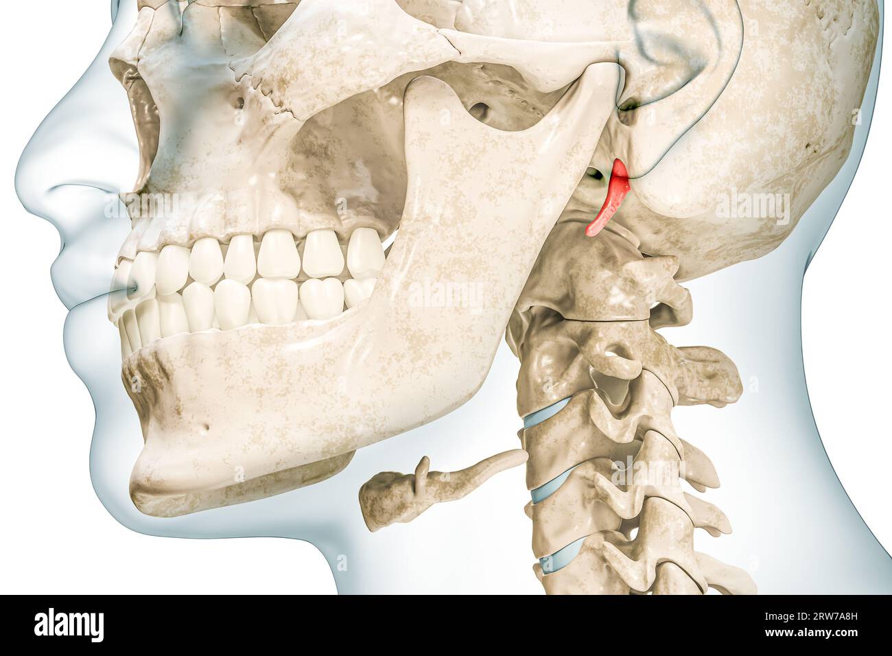 Processus styloïde temporel en couleur rouge avec illustration de rendu 3D corps isolé sur blanc. Squelette humain et anatomie du crâne, schéma médical, ostéol Banque D'Images
