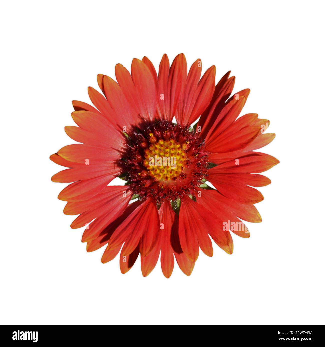 Fleur de couverture isolée sur fond blanc. Vue de dessus de la fleur de bordeaux Gaillardia. Image macro. Banque D'Images