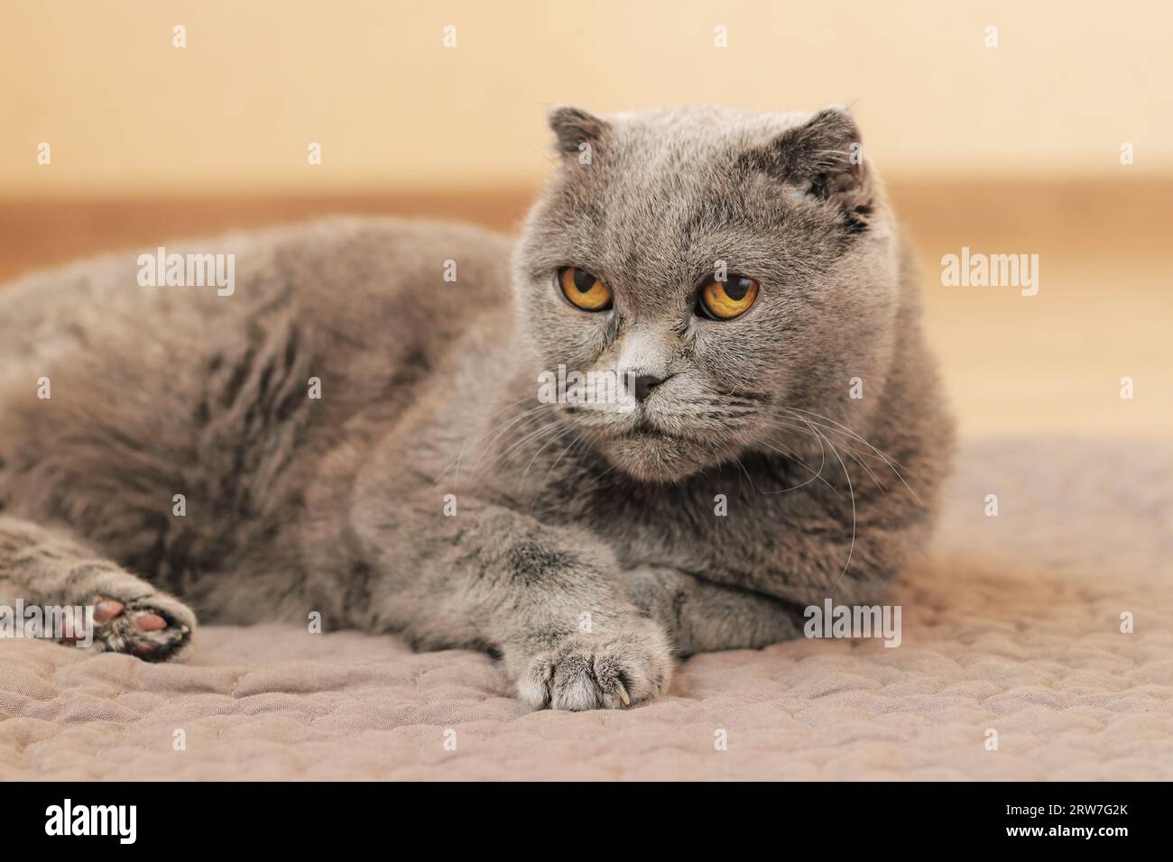 Un beau chat gris repose sur un tapis sur le sol. Gros plan du chat britannique. Un animal de compagnie bien entretenu repose sur sa literie. Vieux chat britannique dans un atmoph confortable Banque D'Images