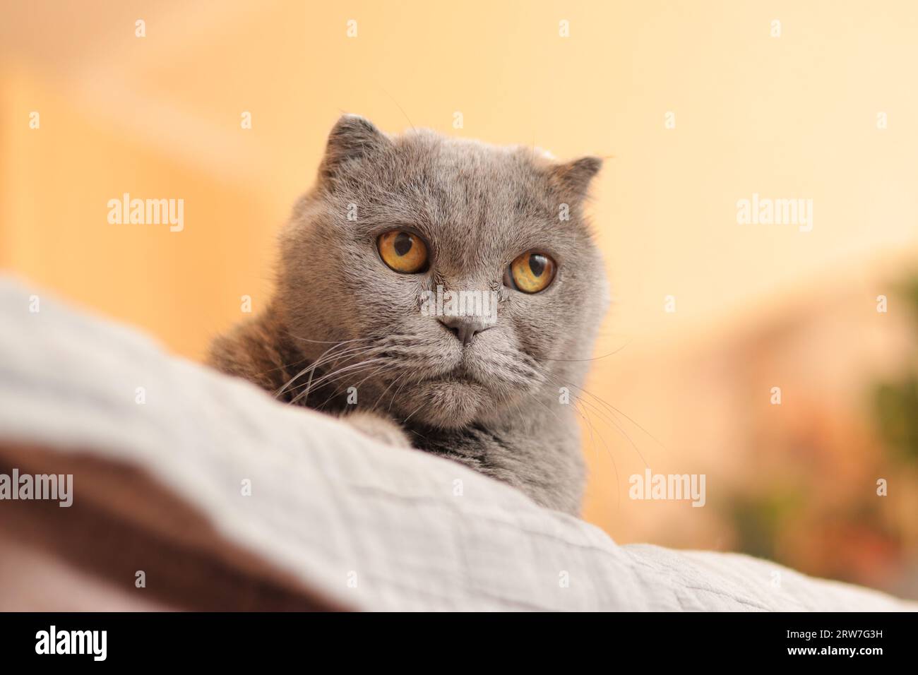 Chat de race britannique. Chat gris, museau rapproché. L'animal regarde vers le bas du lit. Le chat domestique jette un coup d'œil du bord du canapé Banque D'Images