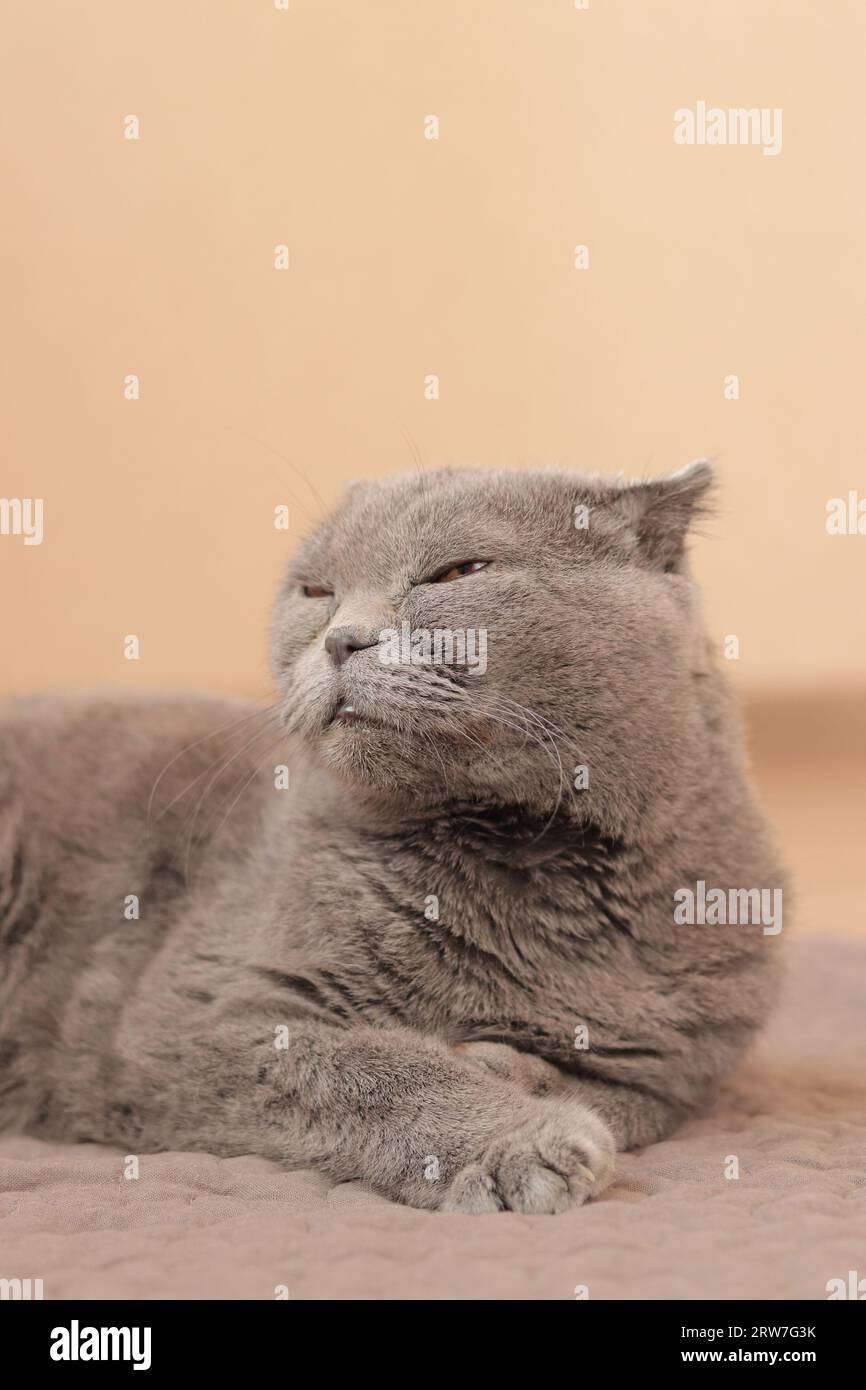 Chat britannique allongé dans son lit. Articles pour animaux de compagnie. Le chat regarde sur le côté avec mécontentement, gros plan de son museau. Un chat gris de race pure repose en elle Banque D'Images