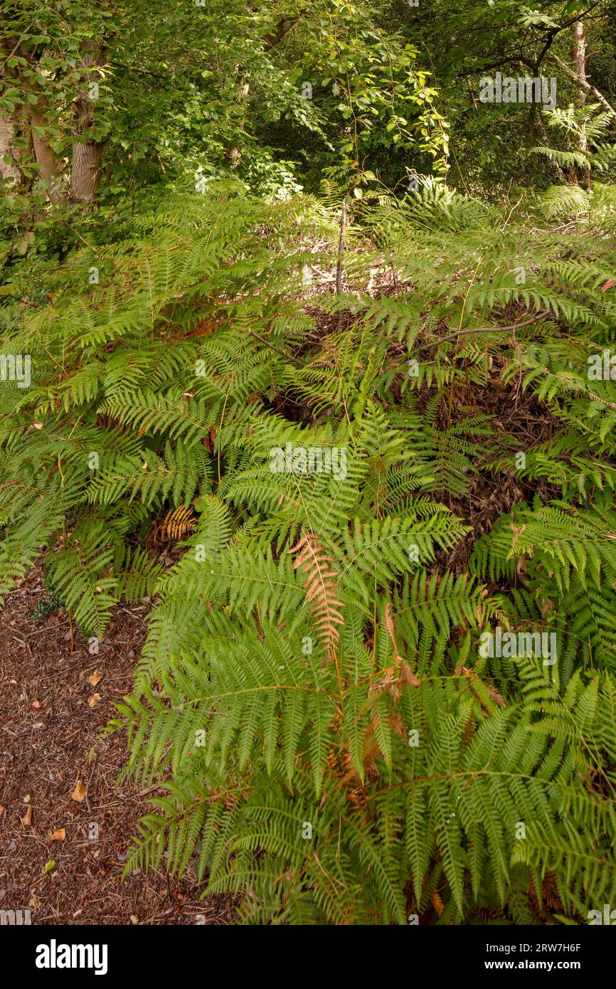 Portrait naturel de plantes environnementales semi-rapprochées montrant des motifs naturels intimes, des structures et des textures dans le monde naturel Banque D'Images