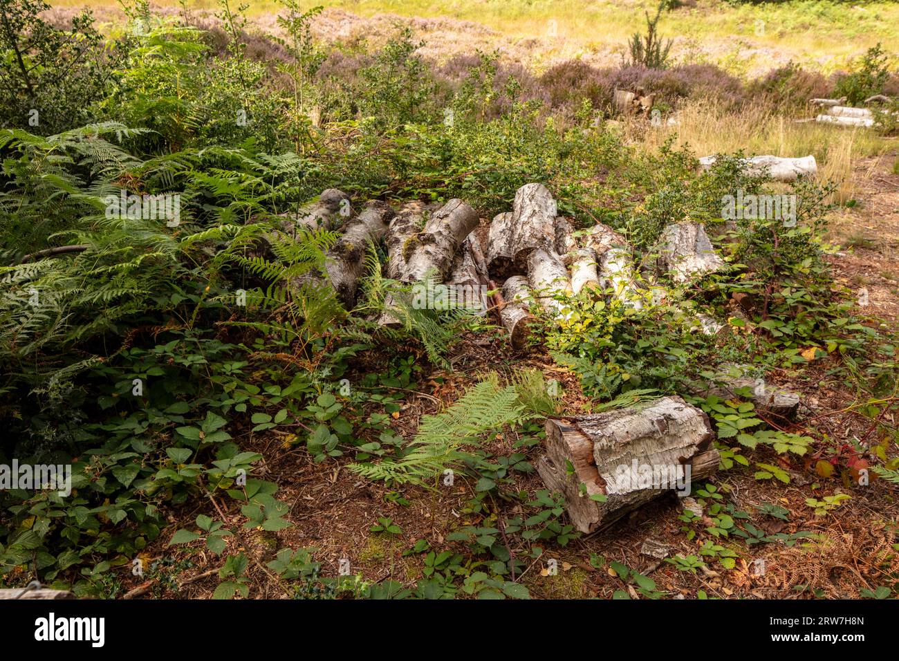 Prêt à imprimer paysage intime haute résolution de la gestion de l'habitat sur le laboratoire de paysage de Darwin, Keston Bog, Greater London. Bûches, bruyères, fougères Banque D'Images