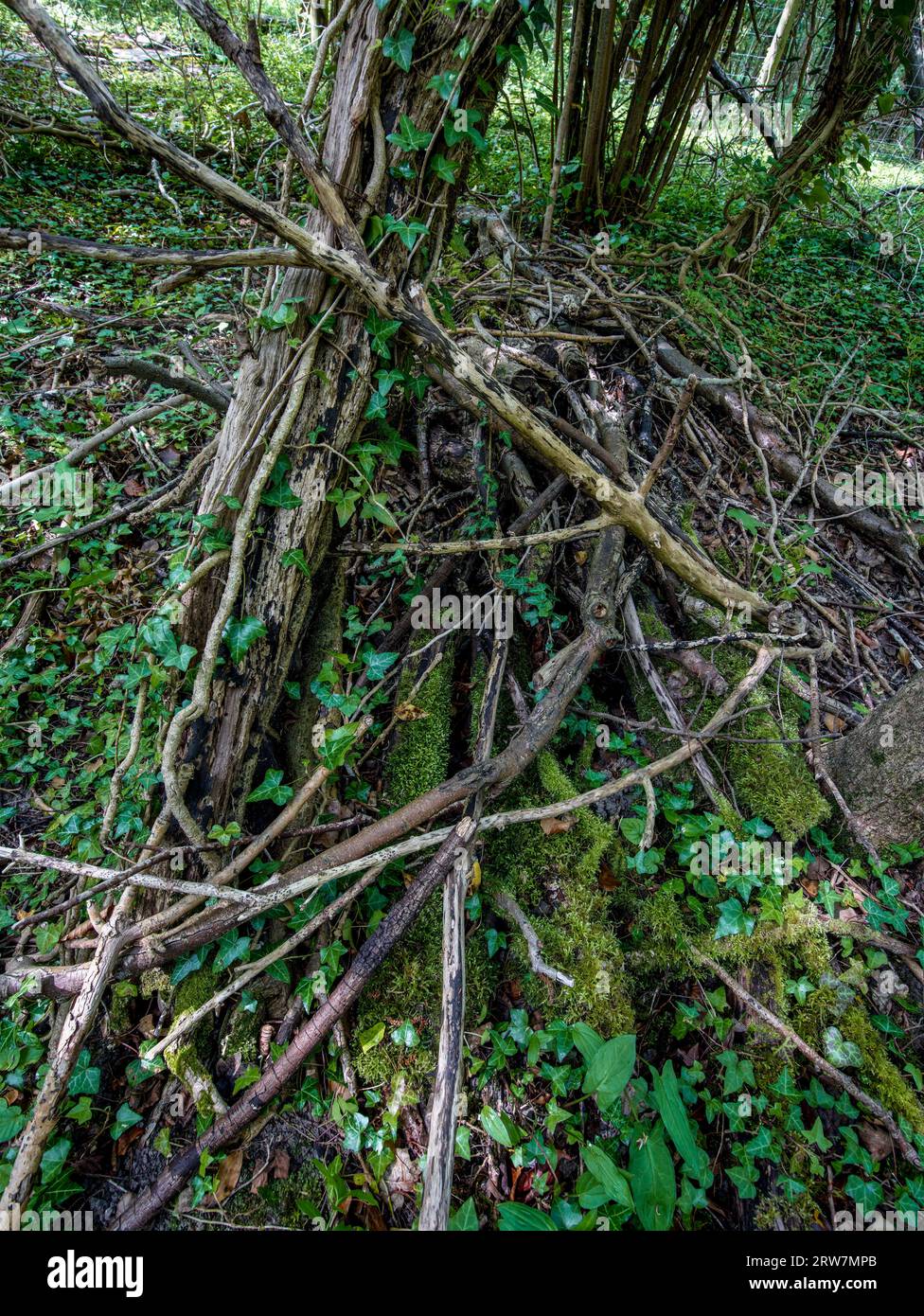 Portrait naturel de plantes environnementales semi-rapprochées montrant des motifs naturels intimes, des structures et des textures dans le monde naturel Banque D'Images