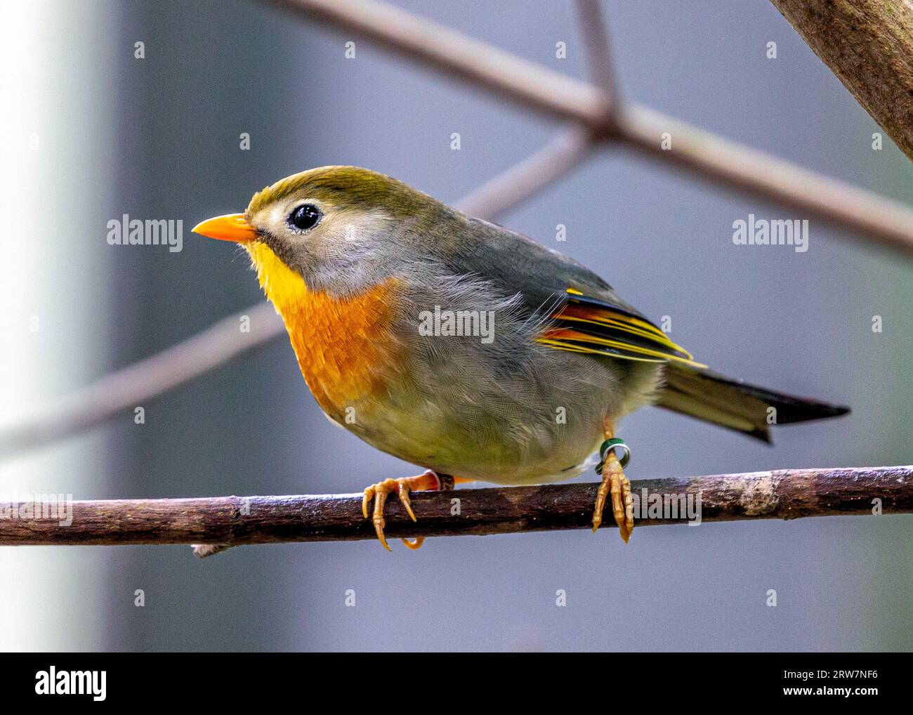 Le Leiothrix à bec rouge, Leiothrix lutea, un oiseau vibrant de l'Himalaya, ajoute de la couleur aux forêts montagneuses. Banque D'Images