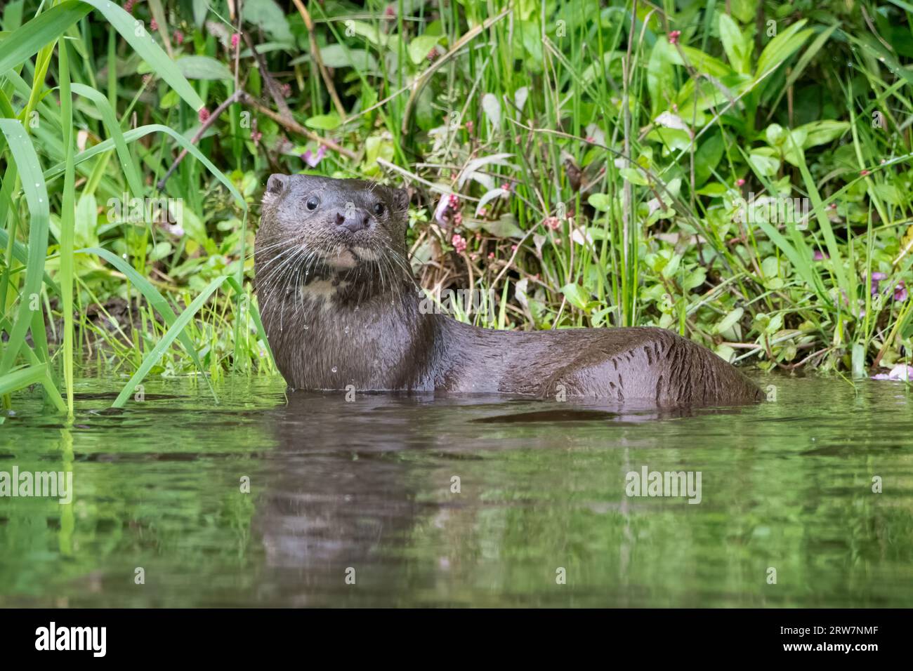 Loutre d'Europe (lutra lutra) sur la rivière Almond, Perthshire, Écosse, Royaume-Uni. Banque D'Images