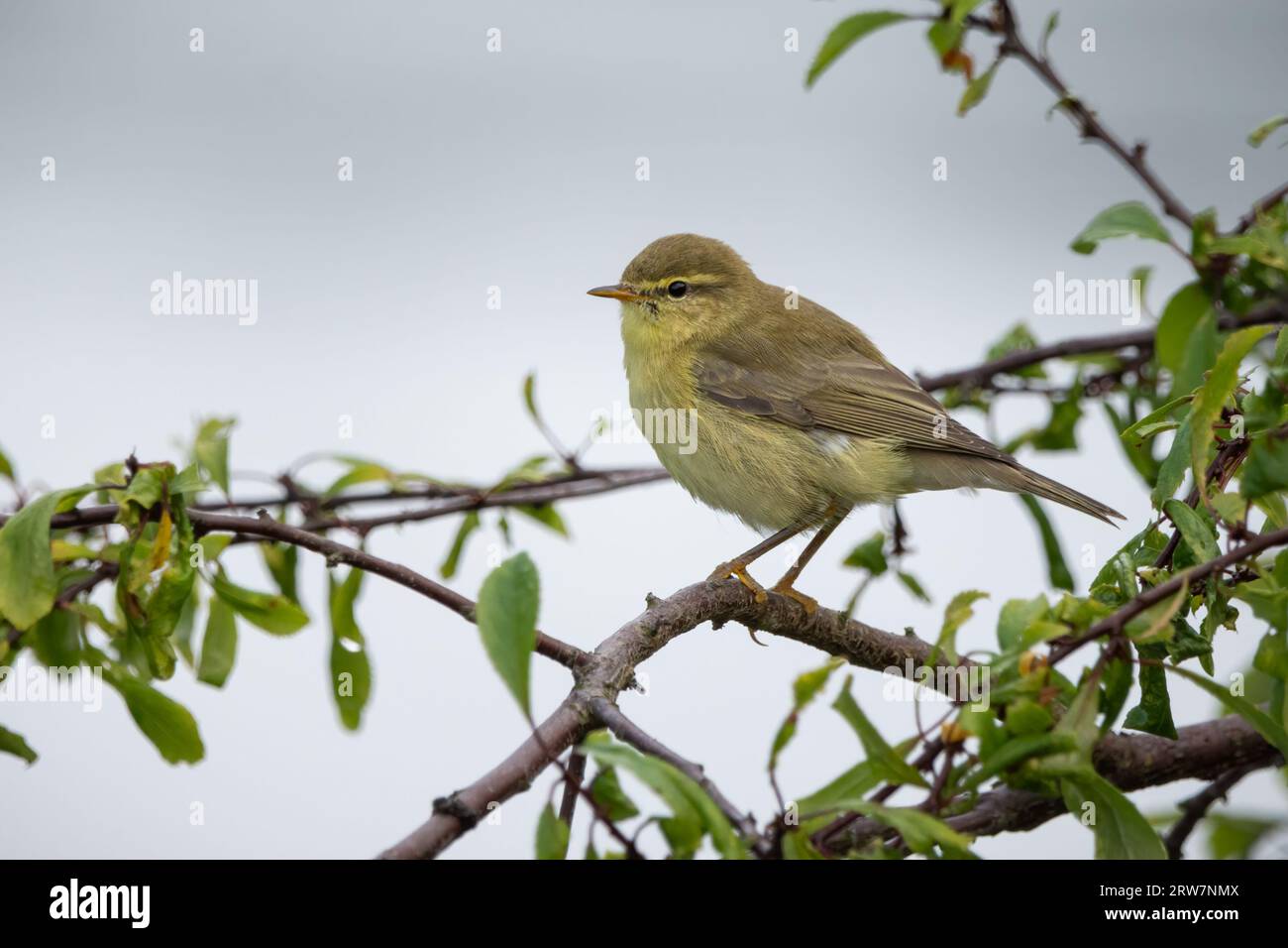 Paruline de saule (Phylloscopus trochilus) sur les rives de la rivière Almond, Perthshire, Écosse, Royaume-Uni. Banque D'Images