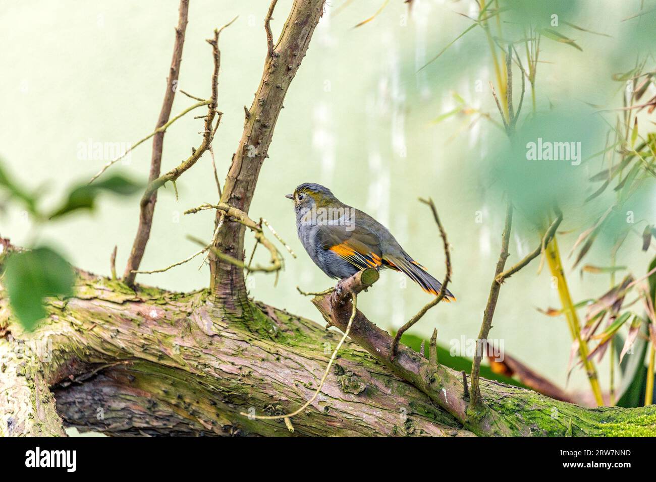 Le Leiothrix à bec rouge, Leiothrix lutea, un oiseau vibrant de l'Himalaya, ajoute de la couleur aux forêts montagneuses. Banque D'Images